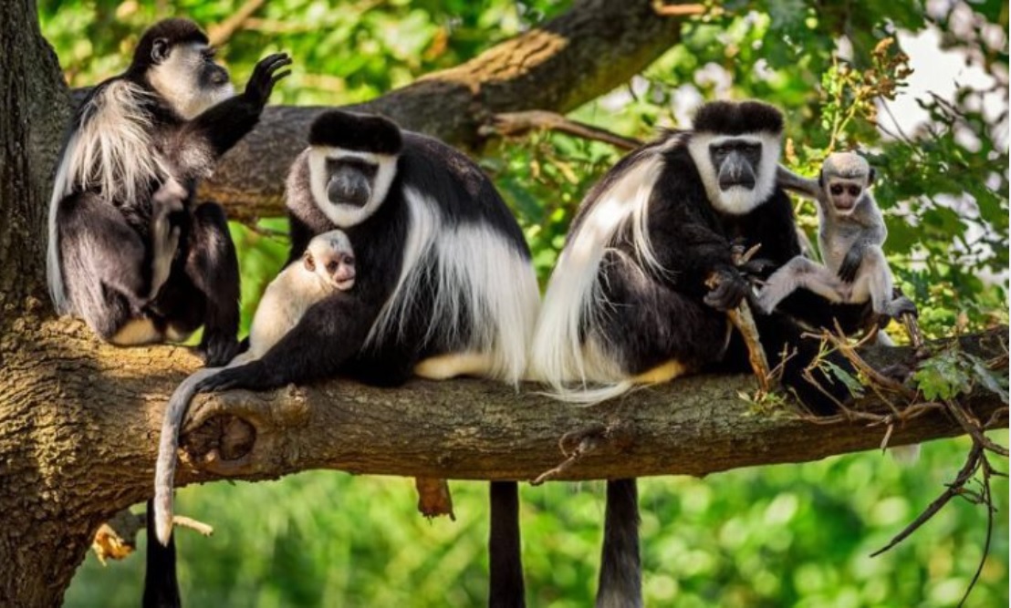 1-Day Colobus Monkeys Tracking, Pottery Making, Beekeeping & Honey Shopping Experience