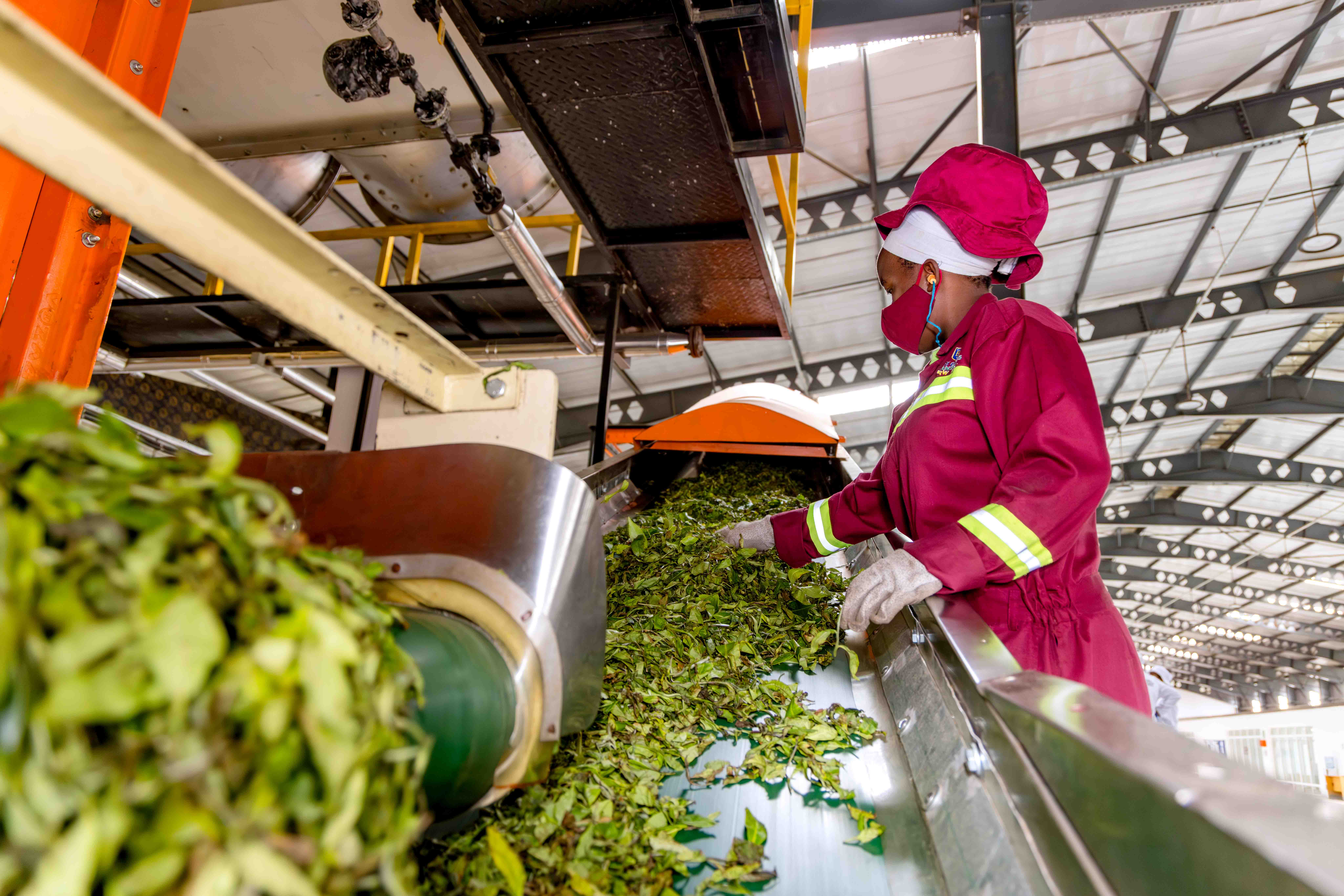 Inside Gisakura Tea Factory Experience