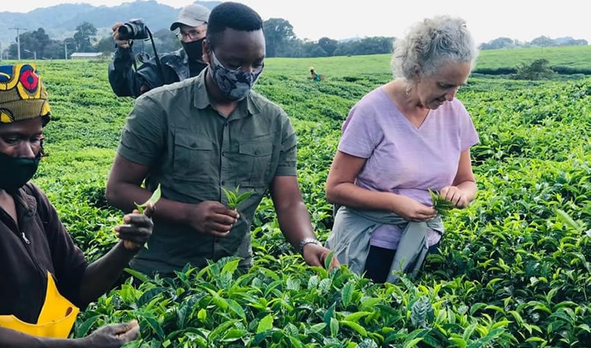 Tea Tasting Experience in Nyungwe