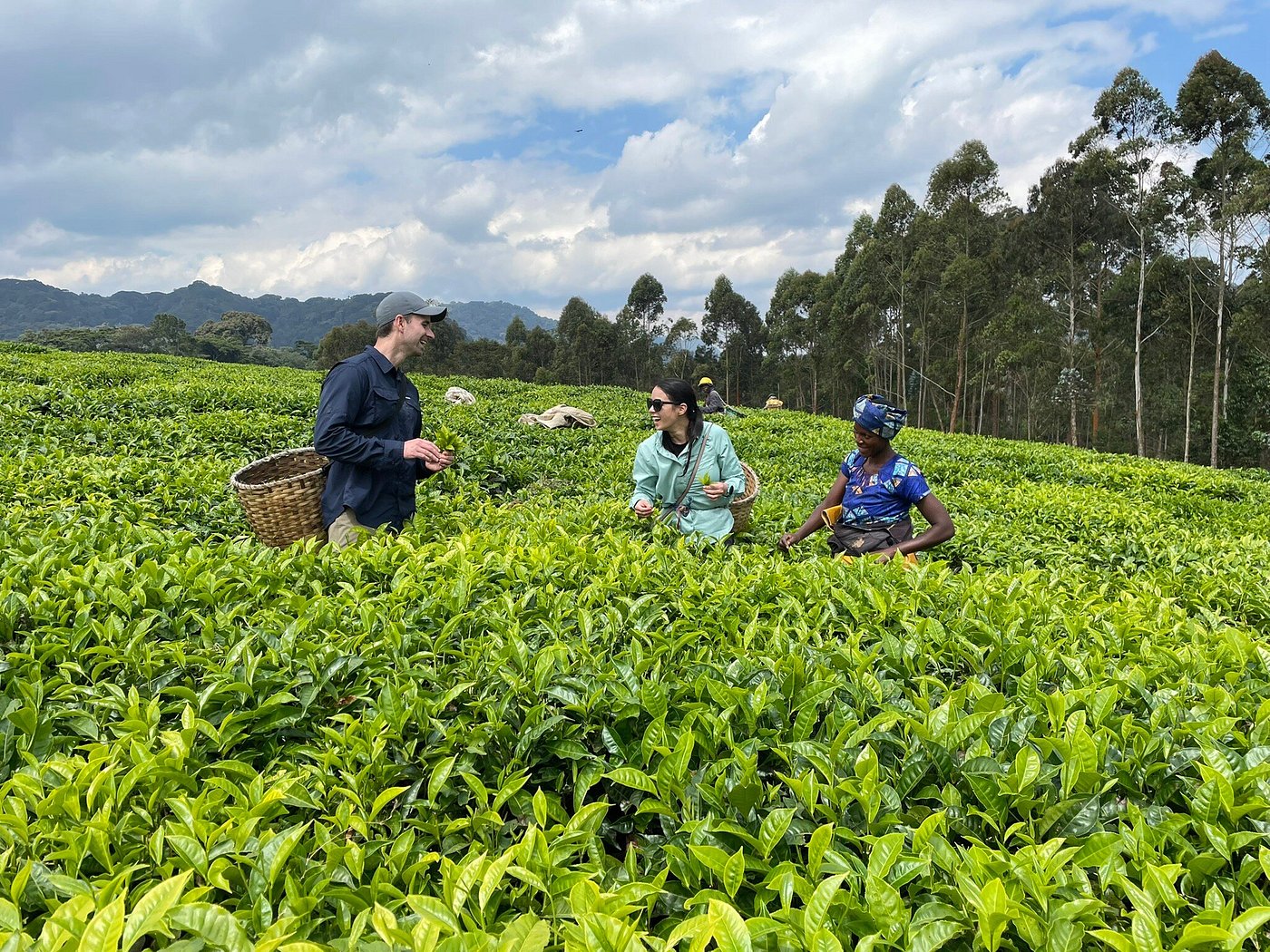 Tea Tasting Experience in Nyungwe