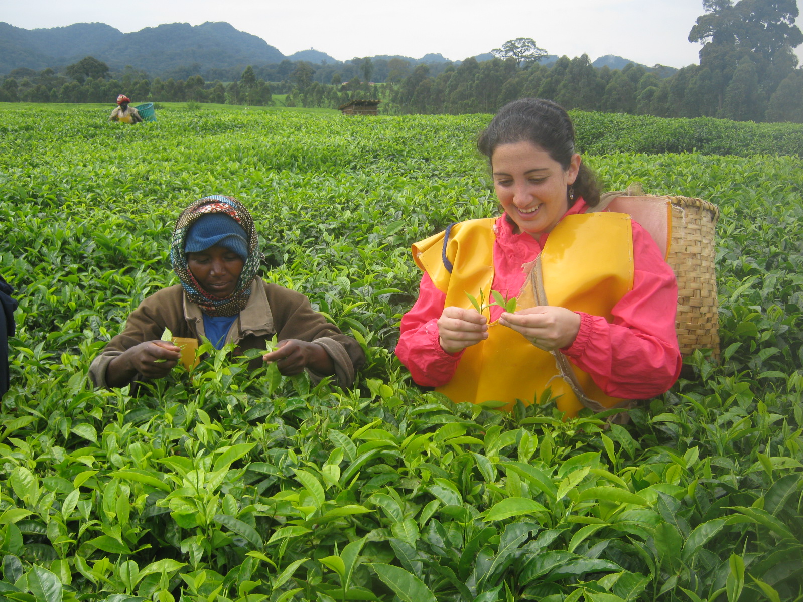 Tea Tour & Tea Processing Experience